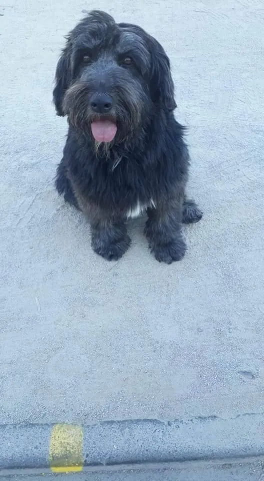#EPADifunde Hermosa perrita de #SanBernardo hoy busca un hogar