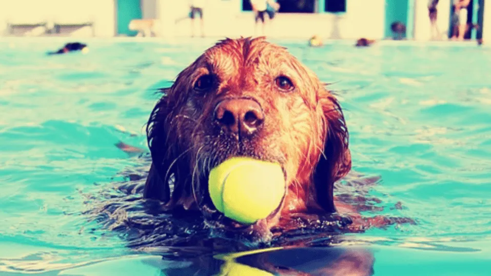 #TENDENCIAS EPA y Pet-it lanzan entretenido concurso cuyos premios son productos que buscan proteger la piel de nuestros animales