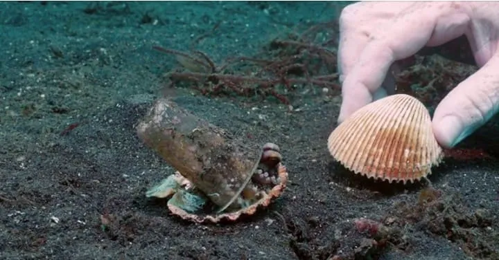 #INDONESIA Buzo ayuda a pequeño pulpo a cambiar vaso de plástico que usaba como protección, por concha marina.