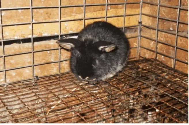 #MIRADANACIONAL Animales exóticos: ¿es beneficioso tenerlos como mascotas ?