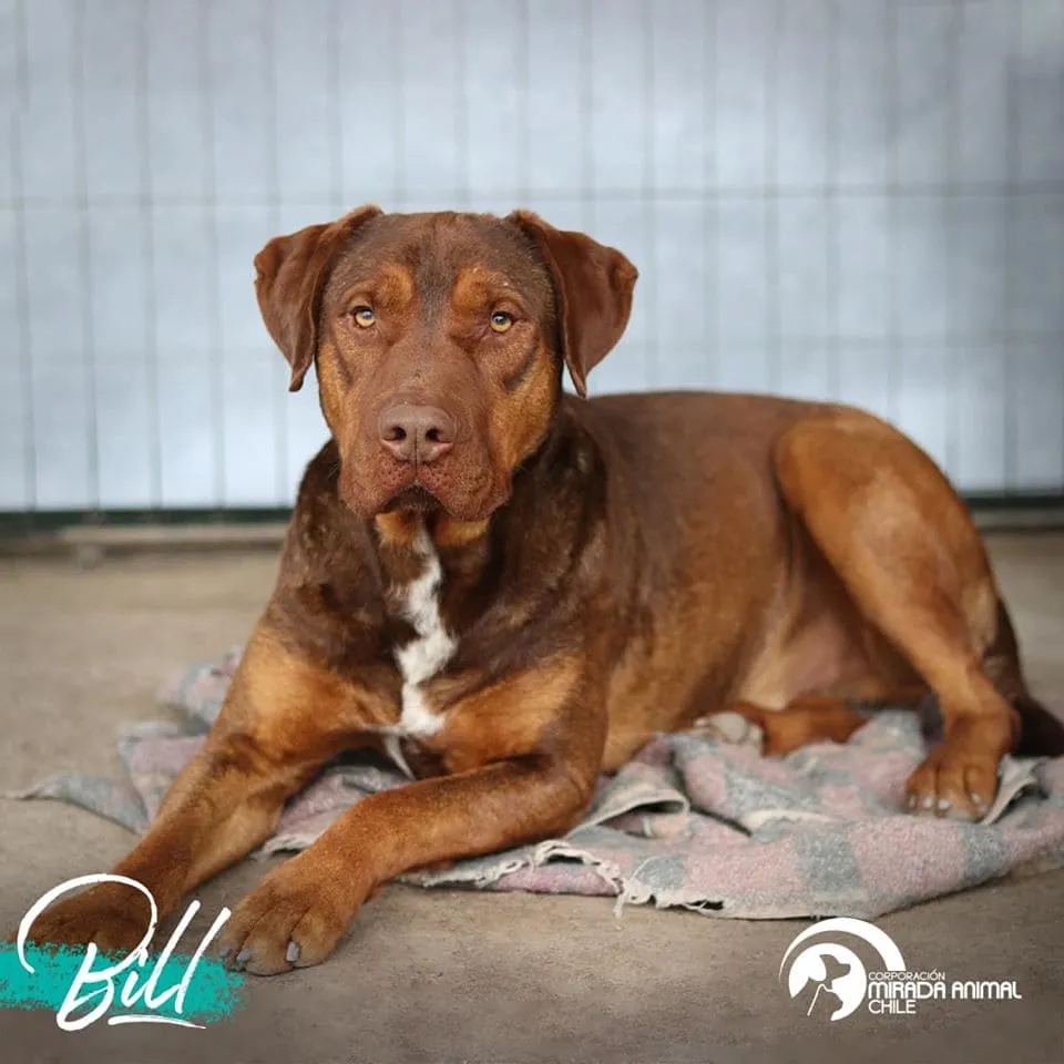 #EPADifunde Bill, un can regalón rescatado que hoy busca un hogar