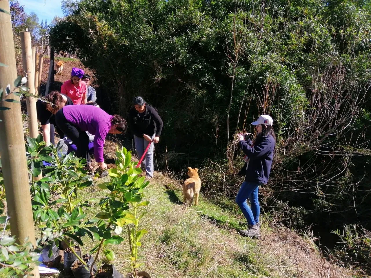 #BIOBIO Restauración ambiental en estero Konweko potencia el cuidado del medioambiente en la comunidad mapuche Ignacio Llankapan, Cayucupil