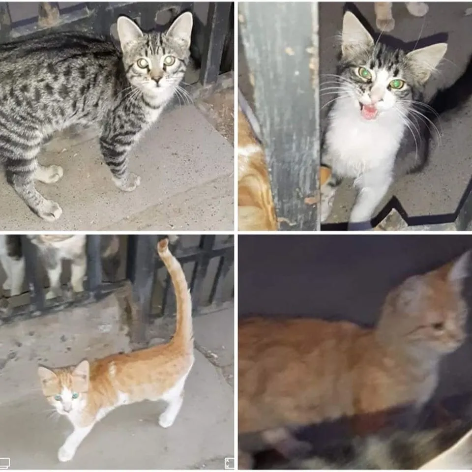 #EPADifunde Gatitos abandonados en la calle buscan con urgencia una familia y un hogar responsable