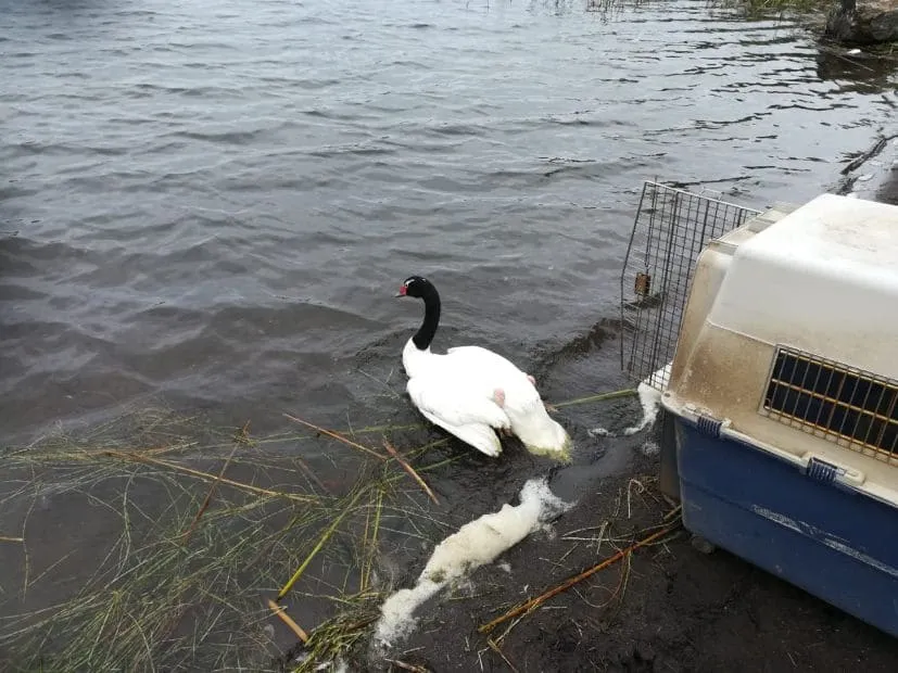 #BIOBIO Cisne de cuello negro fue liberado en la Laguna Grande de San Pedro de la Paz