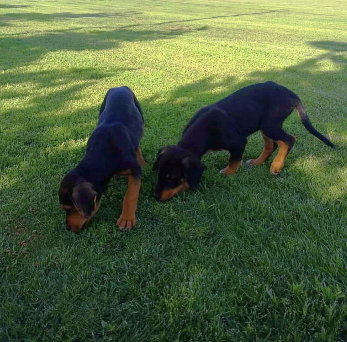 #TENDENCIAS Alexis Sánchez adoptó a dos nuevos perros, que se sumarán a su familia