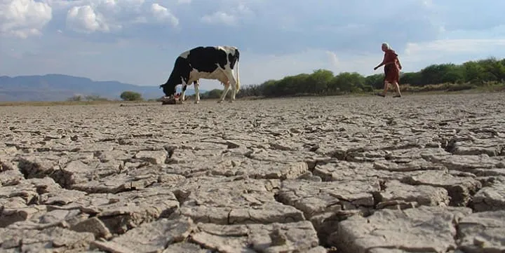 #TENDENCIAS Hallazgo chileno-belga podría ayudar a plantar eficientemente en las sequías