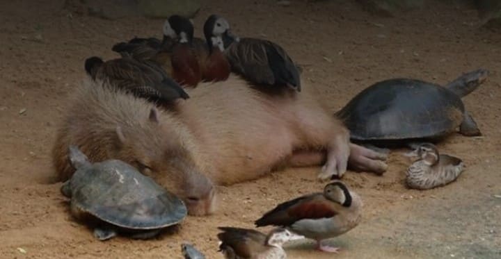 TENDENCIAS Conoce a los capibaras, los animalitos con un millón de amigos |  Epa News