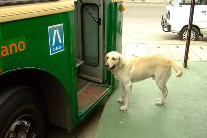 #VALPARAISO Falleció Charlie, el perrito trolebusero que enternecía a los porteños