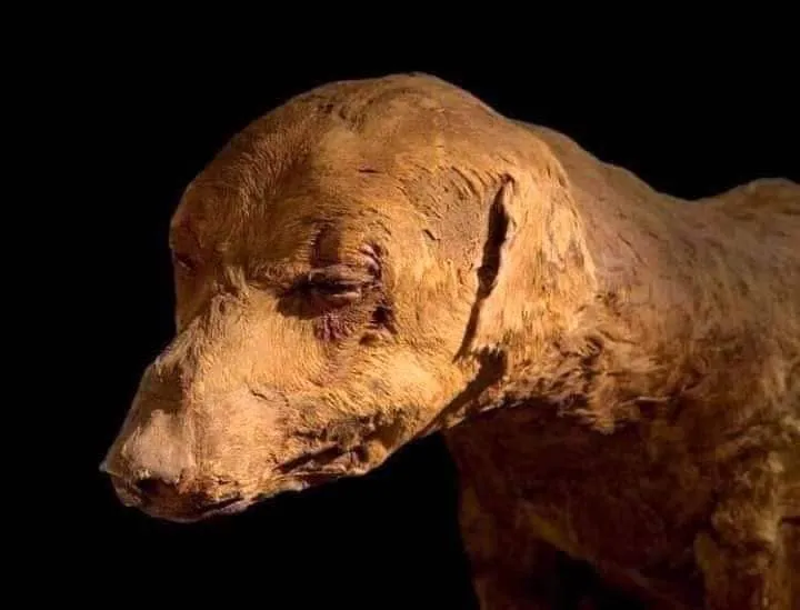 #MUNDO Difunden fotos de momia de un perrito de 3,500 años