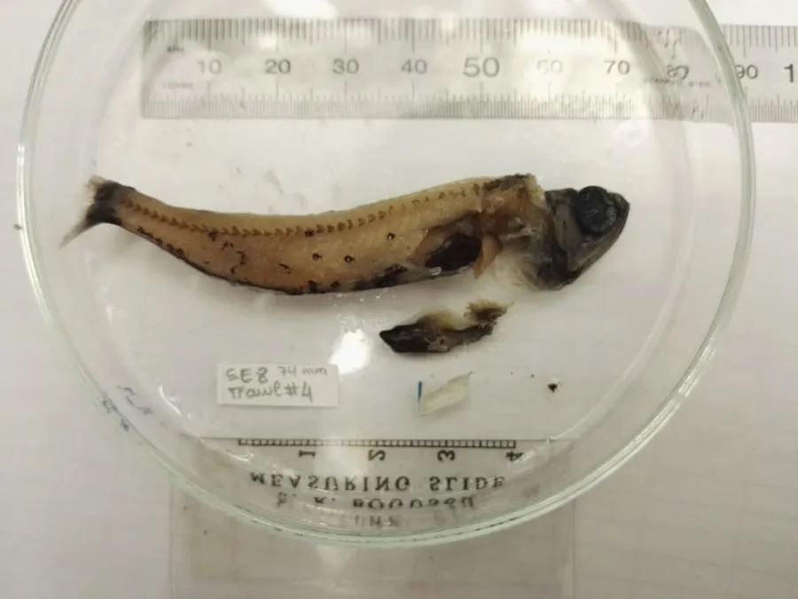 #TENDENCIAS Investigación analiza la migración de los peces de profundidad entre la superficie y capas profundas del océano