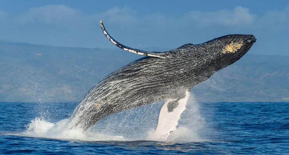 #MAGALLANES Relevan la importancia de investigar el Estrecho de Gerlache, lugar de alimentación de ballenas jorobadas en la Antártica