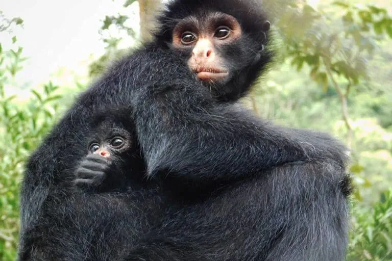 #BOLIVIA Refugios de fauna silvestre en crisis a causa del coronavirus