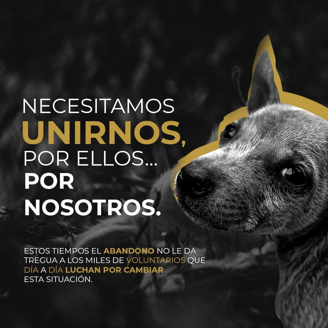 #CAMPAÑAS Ellos necesitan comer, la iniciativa que busca ir en ayuda de los animales abandonados