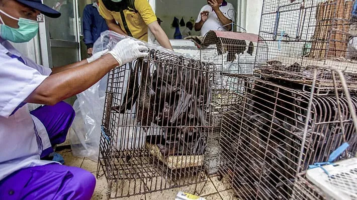 #MUNDO Organización lanza campaña que busca la prohibición de los mercados de animales vivos