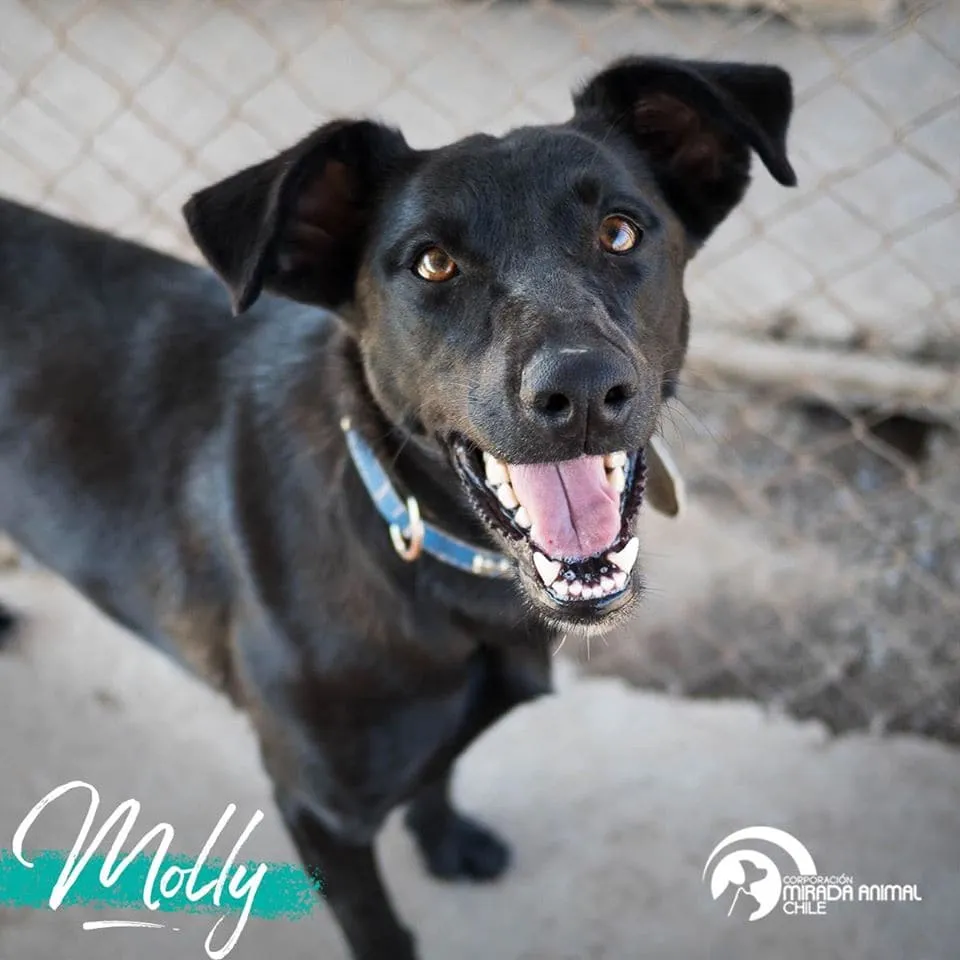 #EPADifunde La historia de Molly, una perrita rescatada que hoy busca un hogar