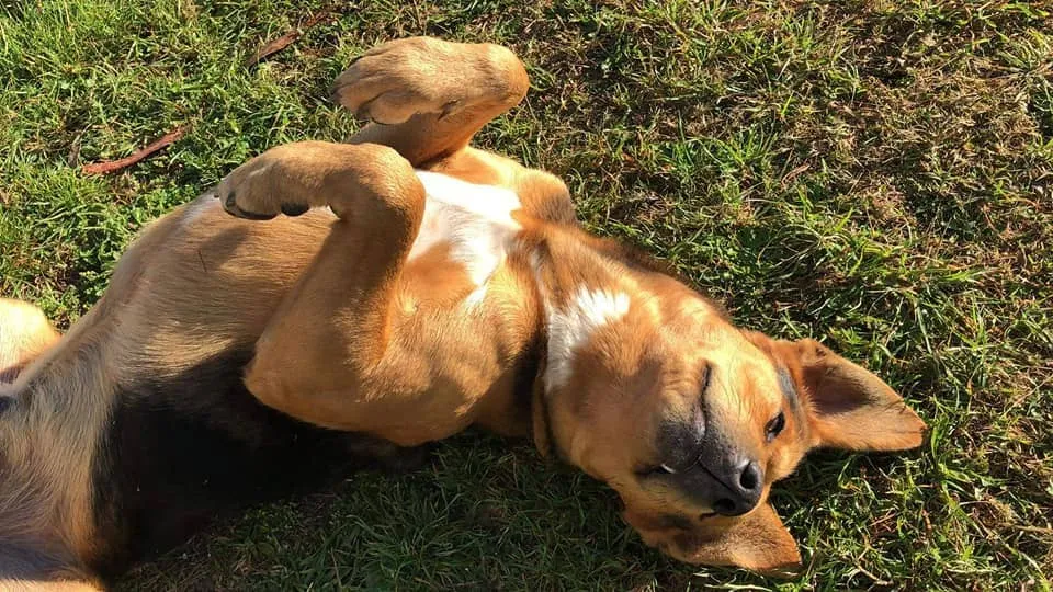#LOSLAGOS Un final feliz: perrito extraviado de francés en Puerto Montt extrañamente, ¡apareció¡