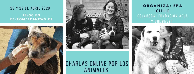 #TENDENCIAS EPA Chile lanza hoy ciclo de charlas virtuales por los animales