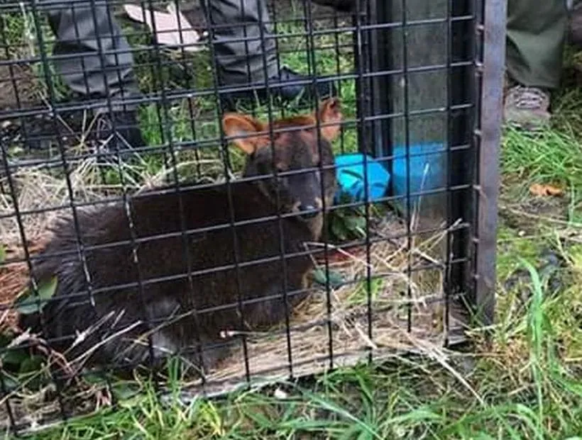 #LOSLAGOS Rescatan a pudú herido en Chonchi