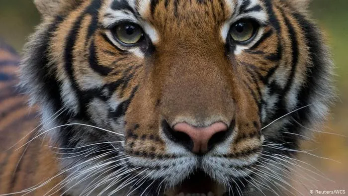#MUNDO Tigresa de zoo neoyorquino registra contaminación por COVID-19: las explicaciones de los especialistas