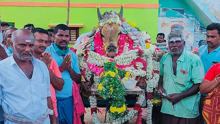 #MUNDO Unas 200 personas burlaron la cuarentena en India para asistir al funeral de Mooli, un famoso toro