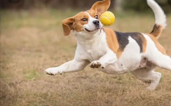 #COMPORTAMIENTOANIMAL Los perros ven en blanco y negro : ¿mito o realidad?