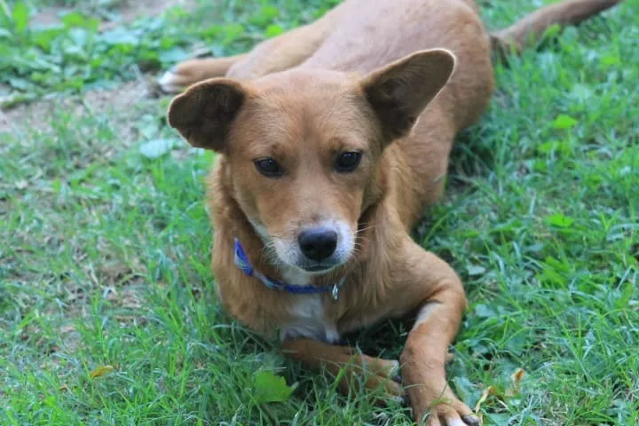 #EPADifunde Hermosa perrita rescatada busca un hogar en Rancagua y alrededores