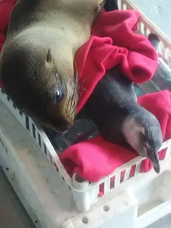 #TENDENCIAS Lobos marinos huérfanos se turnan para cuidar a pinguina enferma