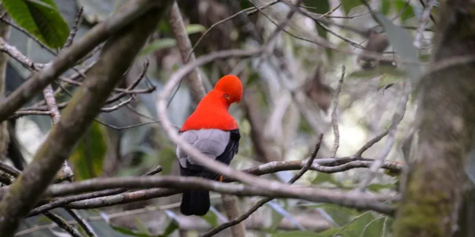 #MUNDO Colombia es campeón mundial de avistamiento de aves por cuarta vez