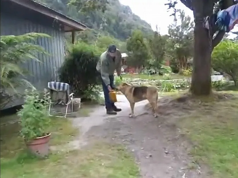 #LOSLAGOS Encontraron sin vida al perro del vecino que permanece desaparecido tras el aluvión de Chaitén