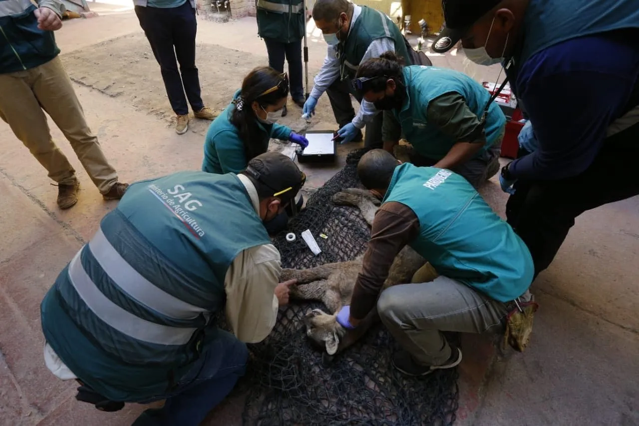 #SANTIAGO Puma fue capturado en zona residencial de Colina