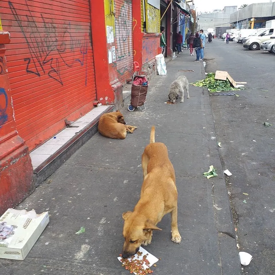 #SANTIAGO Fundación Callejeritos de la Vega invita a apoyar su campaña «Ruta del alimento»