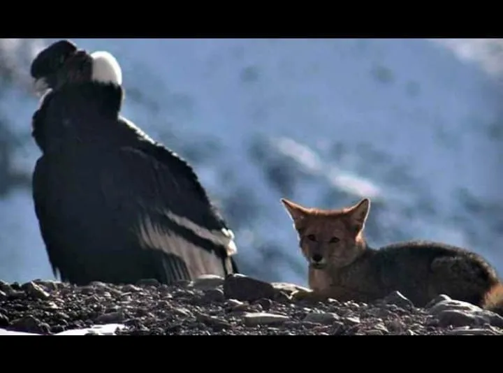 #MUNDO Un cóndor y un zorro descansan después de comer en la cima del Aconcagua