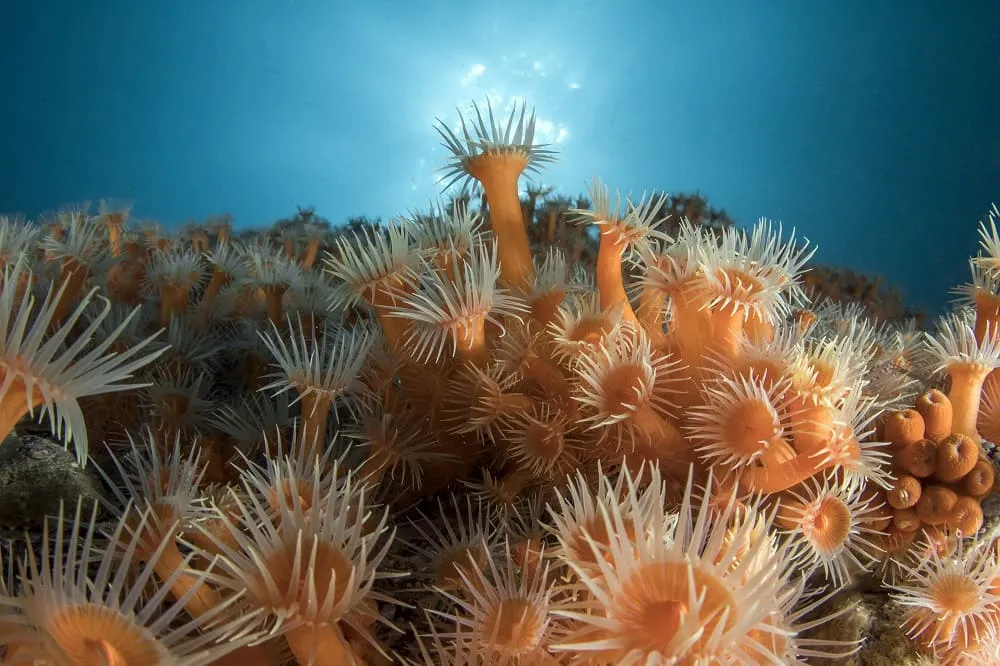 #TENDENCIAS Ojo de Pez busca las mejores imágenes de los ecosistemas acuáticos de Chile