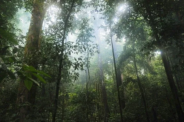 #MUNDO Llaman a cuidar los bosques tropicales para prevenir futuras epidemias