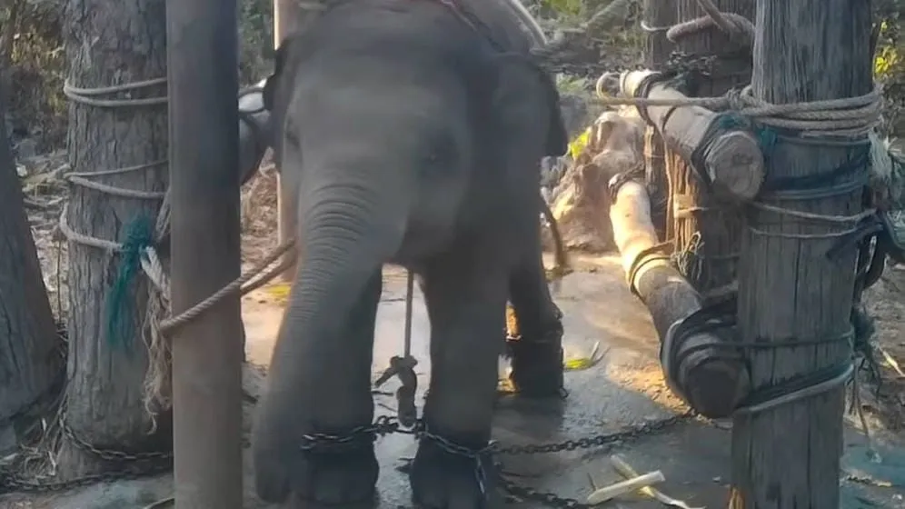 #MUNDO Destapan la tortura que sufren los elefantes cuando son entrenados para turistas