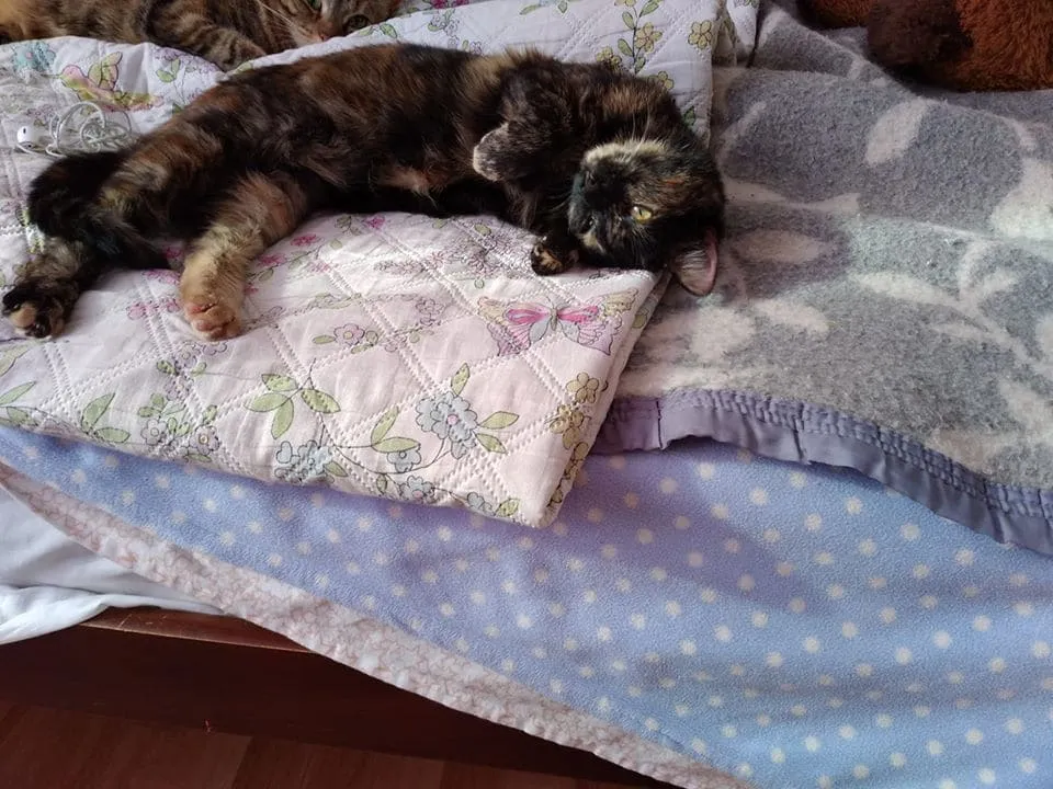 #EPADifunde Hermosa gatita rescatada busca un hogar