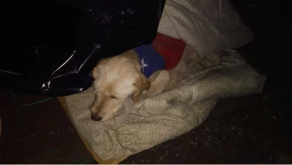 #SANTIAGO Piden ayuda para los perros rescatados en pésimas condiciones desde «refugio» de San Bernardo