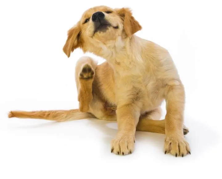 #SALUD ¿Qué tan peligroso puede ser darle pastillas antipulgas a mi perro?