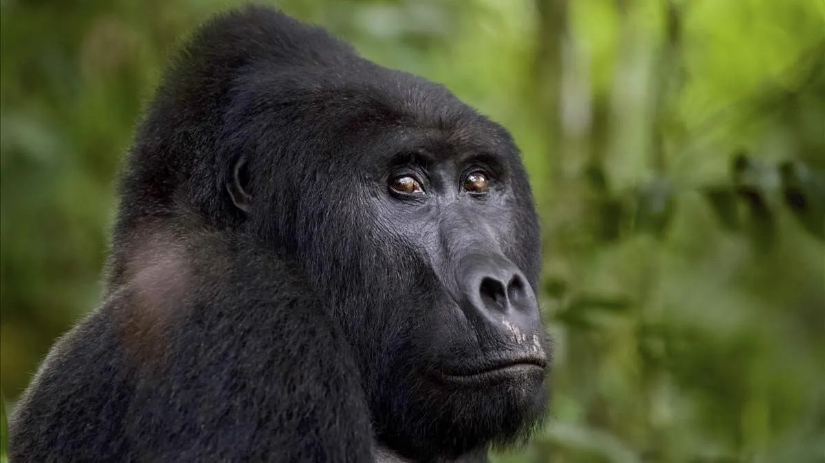 #PUNTOLEGAL Sentencian a 11 años de cárcel para el cazador furtivo que mató al popular gorila Rafiki en Uganda