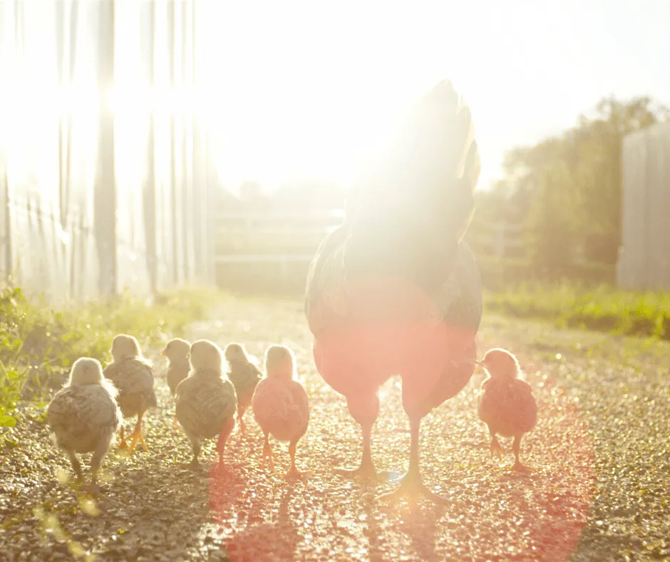 #MIRADANACIONAL Unifood y La Clementina lideran el ranking de transparencia en bienestar animal en Chile