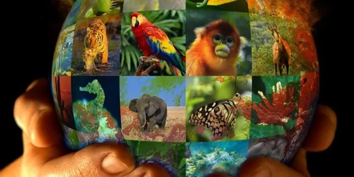 #MIRADANACIONAL A 45 años de la entrada en vigencia de CITES: ¿cómo ha sido el comportamiento del Estado en la materia?