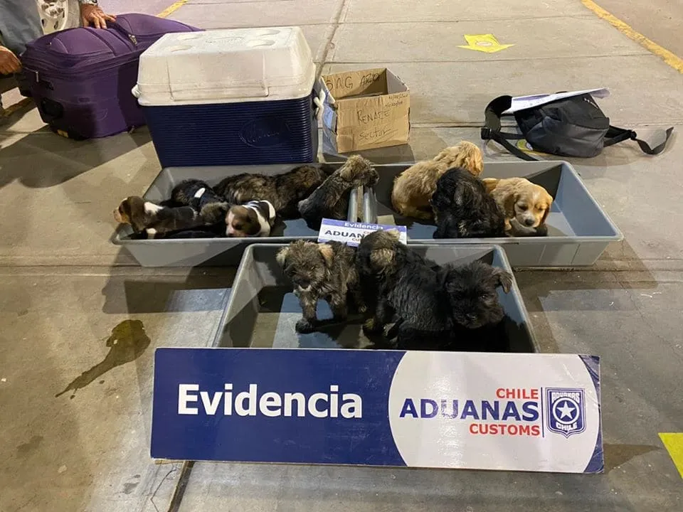 #ARICA Descubren a 12 cachorros que pretendían ser ingresados ilegalmente a Chile