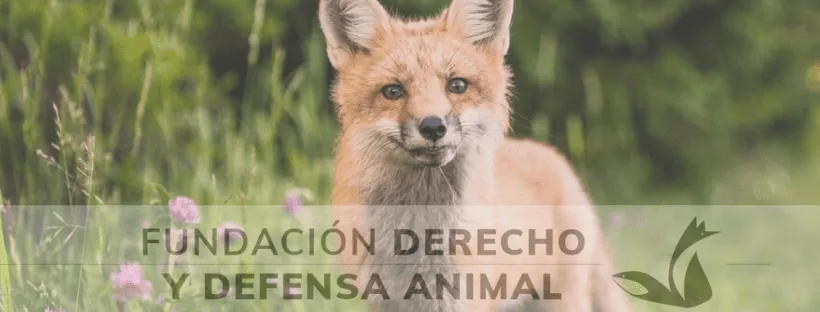 #SANTIAGO ¡Apoya el trabajo de la Fundación Derecho y Defensa Animal en pro de todos los seres vivos!