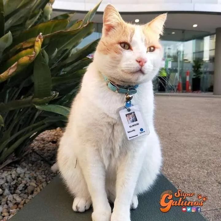 #MUNDO Gato centinela de un centro de salud, es la nueva sensación en las redes sociales