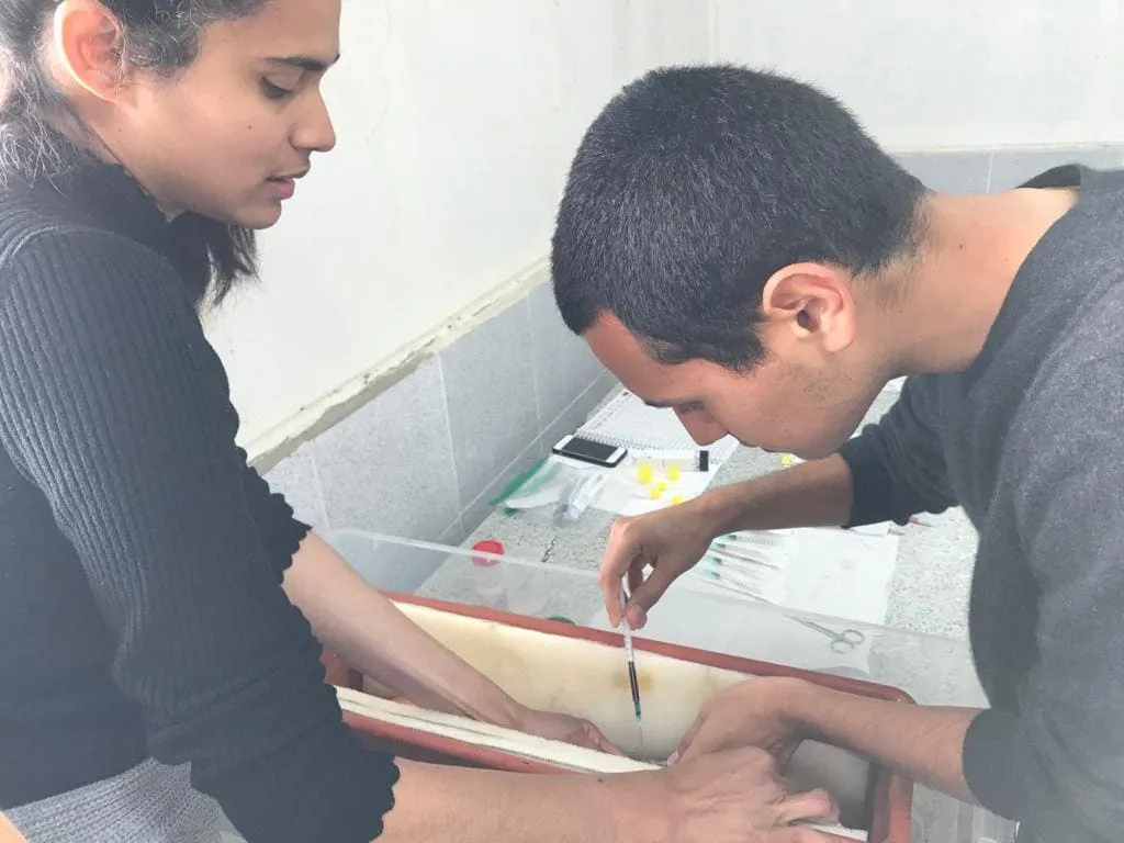 #TENDENCIAS Estudio de Facultad de Ciencias UCSC analiza el estado nutricional de los tiburones martillo sedoso para aportar al futuro manejo y conservación de la especie