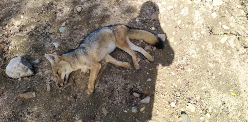#PUNTOLEGAL Declararon admisible la querella presentada por el envenenamiento de más de 30 animales en Quilpué