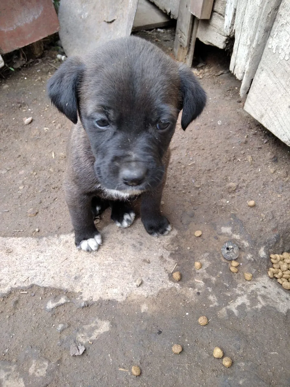 #EPADifunde Buscan urgentemente un hogar para perrito ciego rescatado