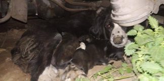 #SANTIAGO Buscan urgentemente un hogar para perrita que tuvo a sus cachorros en las calles de La Pintana