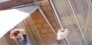 #PUNTOLEGAL Juzgado de Garantía de Puente Alto condena a hombre acusado de brutal caso de maltrato animal