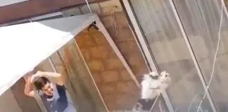 #PUNTOLEGAL Juzgado de Garantía de Puente Alto condena a hombre acusado de brutal caso de maltrato animal